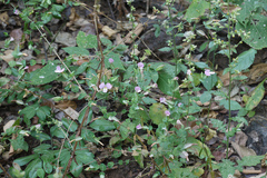 Canscora perfoliata